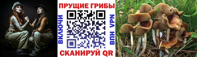 Псилоцибиновые грибы мицелий  Ахтубинск 